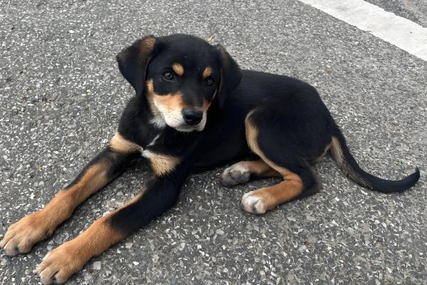 狗狗胃口忽然降低的原因，可能是气温太高或食材不合适所致