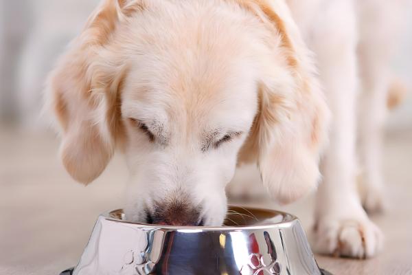 狗狗胃口忽然降低的原因，可能是气温太高或食材不合适所致