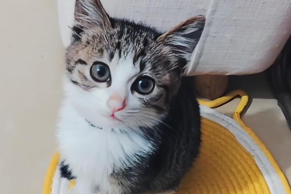 给幼猫断奶的方法，饲喂羊奶粉或奶糕