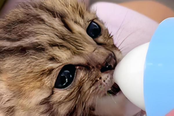 给幼猫断奶的方法，饲喂羊奶粉或奶糕