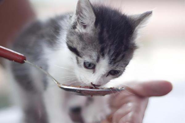 给幼猫断奶的方法，饲喂羊奶粉或奶糕
