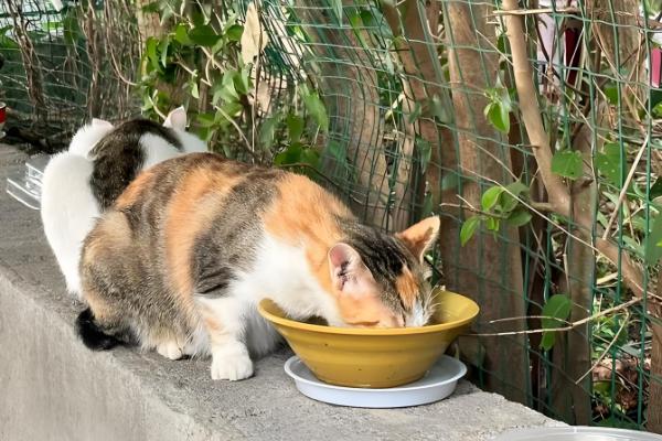 给幼猫断奶的方法，饲喂羊奶粉或奶糕