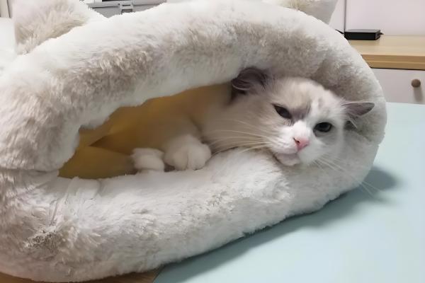 给幼猫断奶的方法，饲喂羊奶粉或奶糕