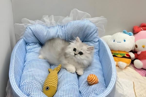 给幼猫断奶的方法，饲喂羊奶粉或奶糕