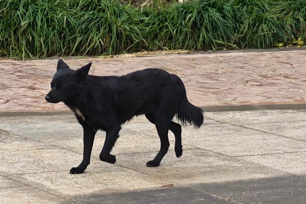 狗狗胃口忽然降低的原因，可能是气温太高或食材不合适所致