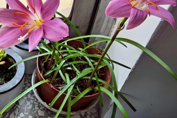 韭菜兰花的养殖方法，要确保充足的水分