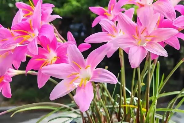 韭菜兰花的养殖方法，要确保充足的水分