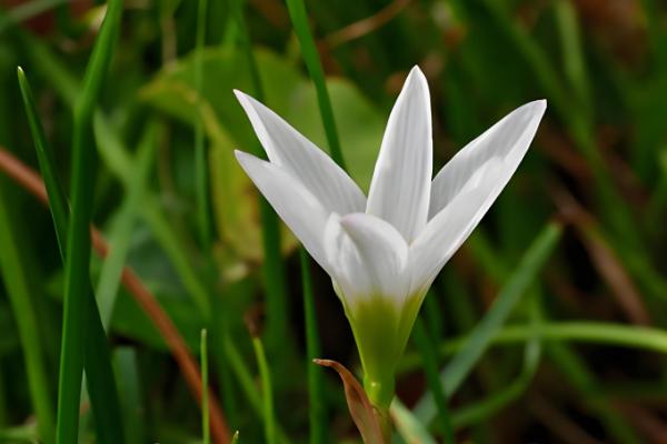 韭菜兰花的养殖方法，要确保充足的水分