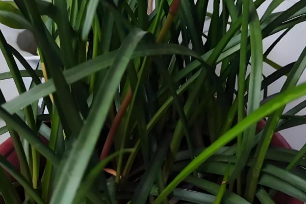 韭菜兰花的养殖方法，要确保充足的水分