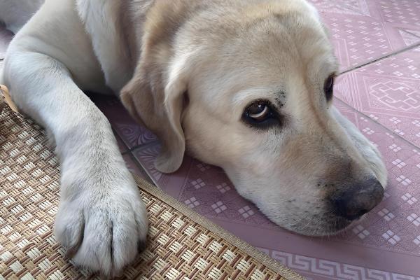 狗狗胃口忽然降低的原因，可能是气温太高或食材不合适所致