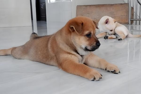 狗狗胃口忽然降低的原因，可能是气温太高或食材不合适所致