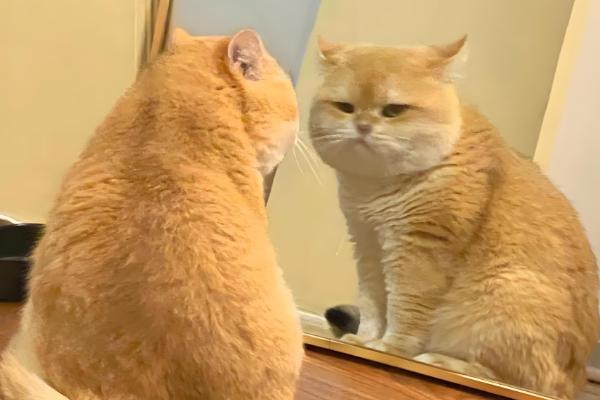 猫咪毛发打结成块如何解决,使用柔顺毛发的沐浴露可减少打结情况