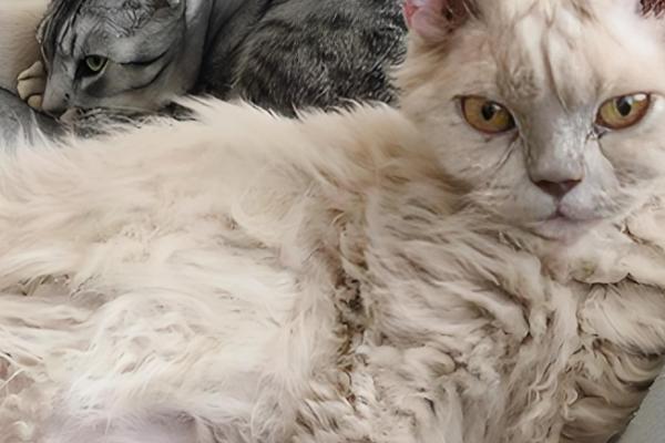 猫咪毛发打结成块如何解决,使用柔顺毛发的沐浴露可减少打结情况