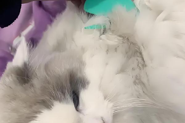 猫咪毛发打结成块如何解决,使用柔顺毛发的沐浴露可减少打结情况