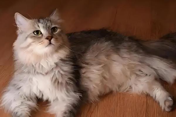 猫咪毛发打结成块如何解决,使用柔顺毛发的沐浴露可减少打结情况