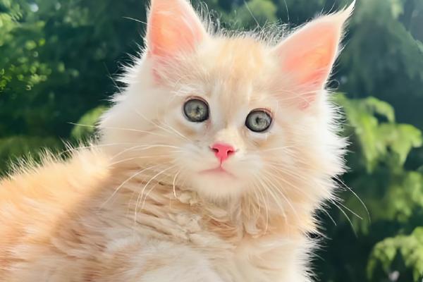 猫咪毛发打结成块如何解决,使用柔顺毛发的沐浴露可减少打结情况