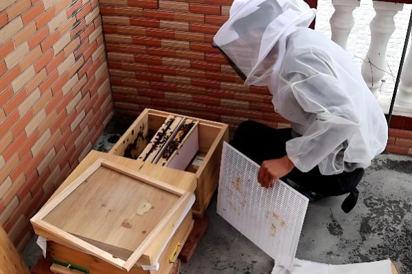 蜜蜂秋季如何快速繁殖，需要及时更换蜂王