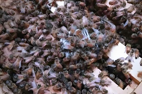 蜜蜂秋季如何快速繁殖，需要及时更换蜂王