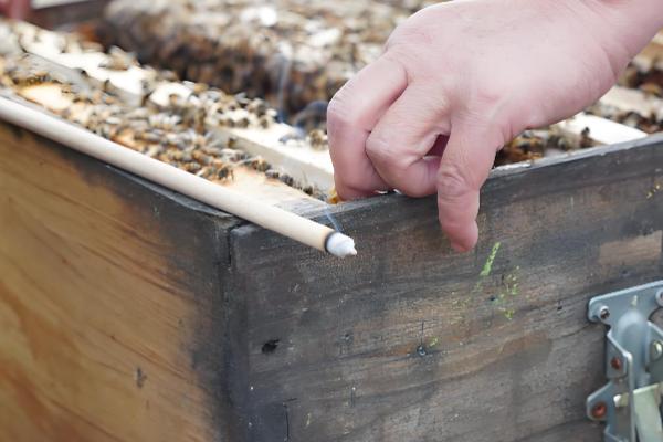 蜜蜂秋季如何快速繁殖，需要及时更换蜂王