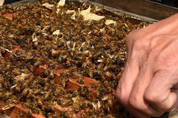 蜜蜂秋季如何快速繁殖，需要及时更换蜂王