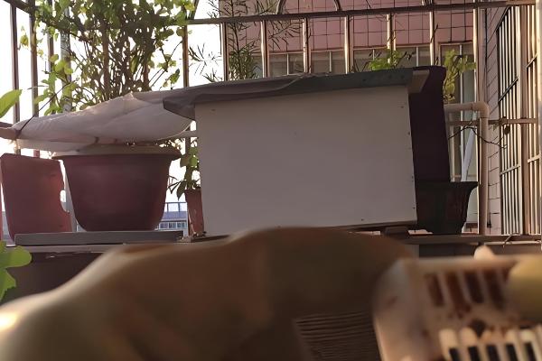 蜜蜂秋季如何快速繁殖，需要及时更换蜂王