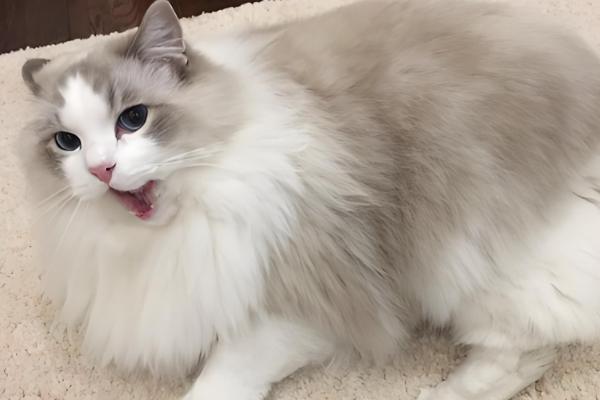 猫咪毛发打结成块如何解决,使用柔顺毛发的沐浴露可减少打结情况