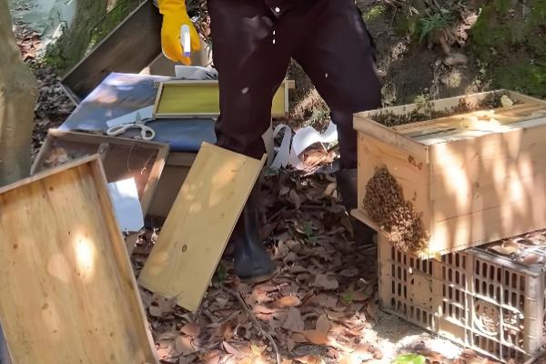 蜜蜂秋季如何快速繁殖，需要及时更换蜂王