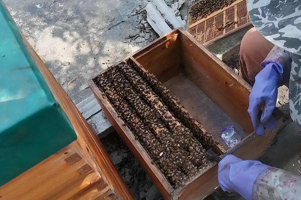 蜜蜂秋季如何快速繁殖，需要及时更换蜂王