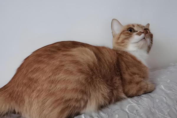 猫咪毛发打结成块如何解决,使用柔顺毛发的沐浴露可减少打结情况