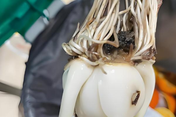 水仙花烂根怎么处理，要立刻对其进行修剪