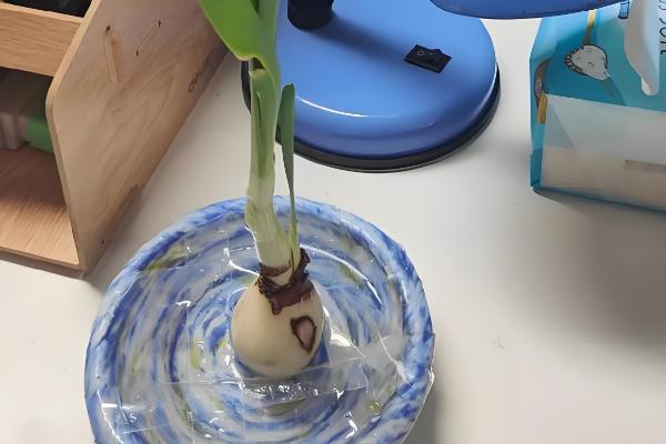 水仙花烂根怎么处理，要立刻对其进行修剪