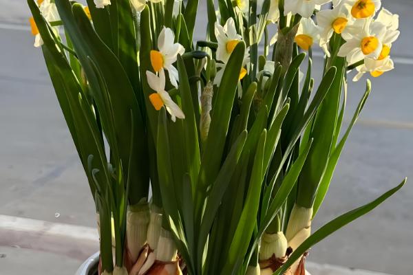 水仙花烂根怎么处理，要立刻对其进行修剪