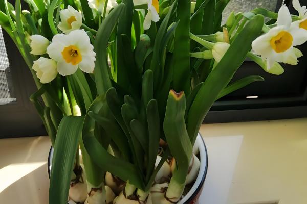 水仙花烂根怎么处理，要立刻对其进行修剪