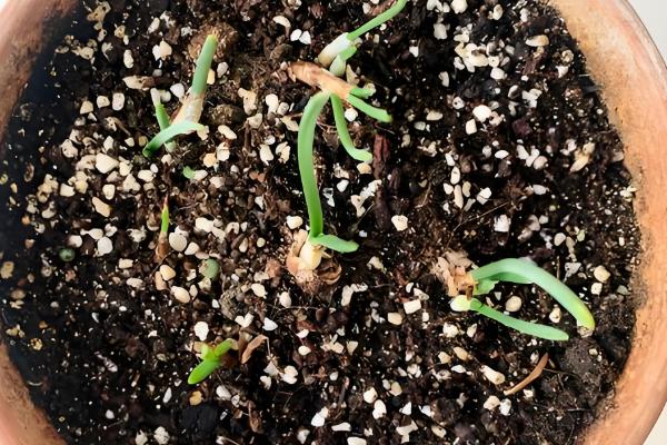 水仙花烂根怎么处理，要立刻对其进行修剪