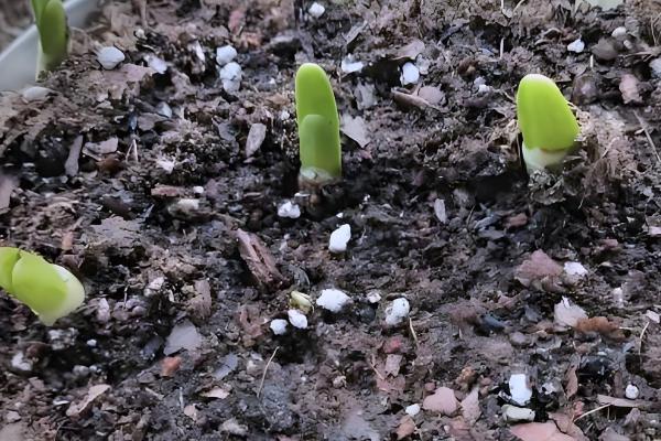 水仙花烂根怎么处理，要立刻对其进行修剪