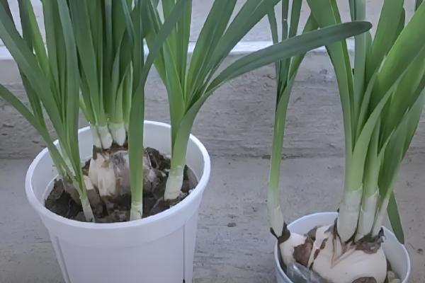 水仙花烂根怎么处理，要立刻对其进行修剪