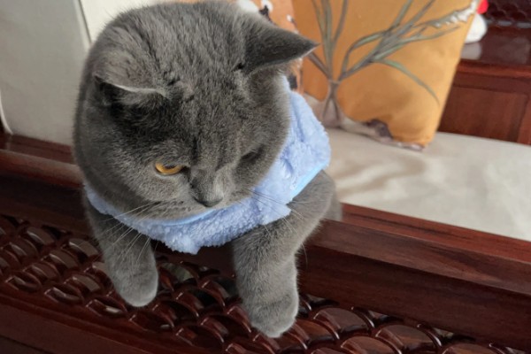 避免猫咪着凉发抖的方法，为它提供温暖的小窝可避免感冒