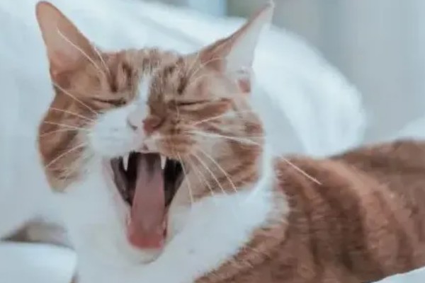 避免猫咪着凉发抖的方法，为它提供温暖的小窝可避免感冒