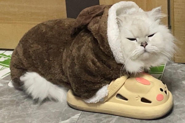 避免猫咪着凉发抖的方法，为它提供温暖的小窝可避免感冒