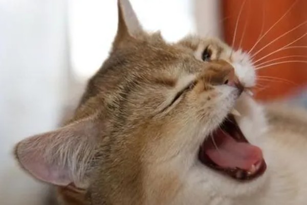 避免猫咪着凉发抖的方法，为它提供温暖的小窝可避免感冒