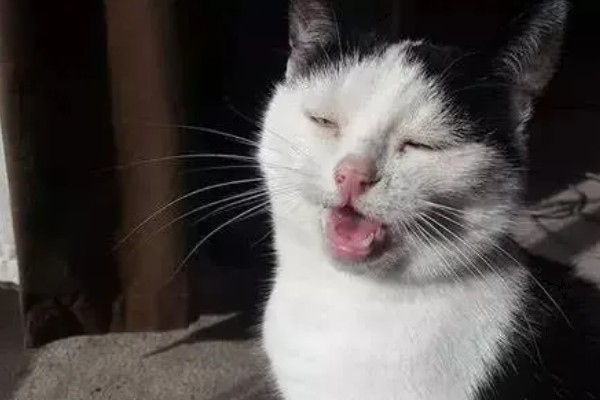 避免猫咪着凉发抖的方法，为它提供温暖的小窝可避免感冒