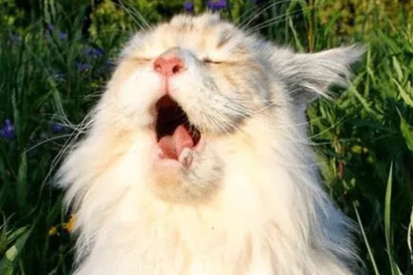 避免猫咪着凉发抖的方法，为它提供温暖的小窝可避免感冒