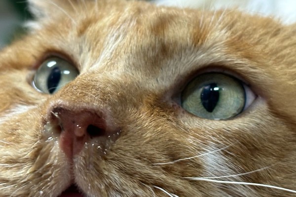 避免猫咪着凉发抖的方法，为它提供温暖的小窝可避免感冒