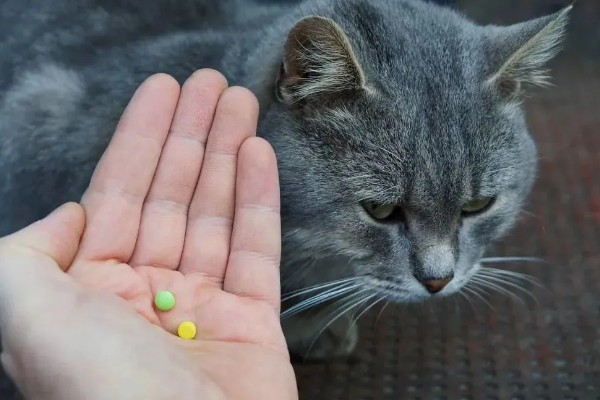 避免猫咪着凉发抖的方法，为它提供温暖的小窝可避免感冒