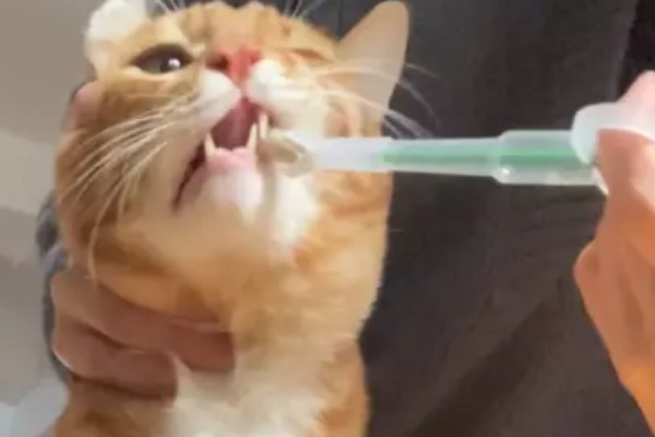 避免猫咪着凉发抖的方法，为它提供温暖的小窝可避免感冒