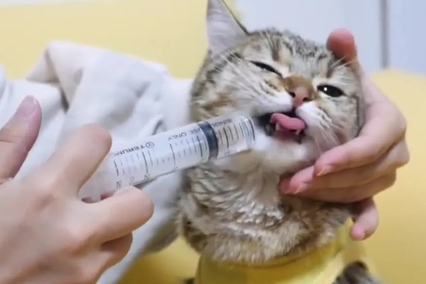 避免猫咪着凉发抖的方法，为它提供温暖的小窝可避免感冒