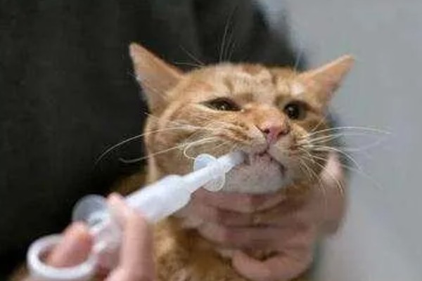 避免猫咪着凉发抖的方法，为它提供温暖的小窝可避免感冒