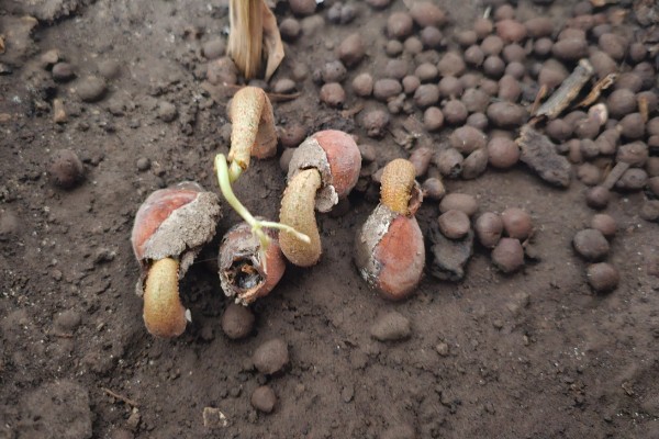 榴莲籽发芽属于根还是头，是它的根系