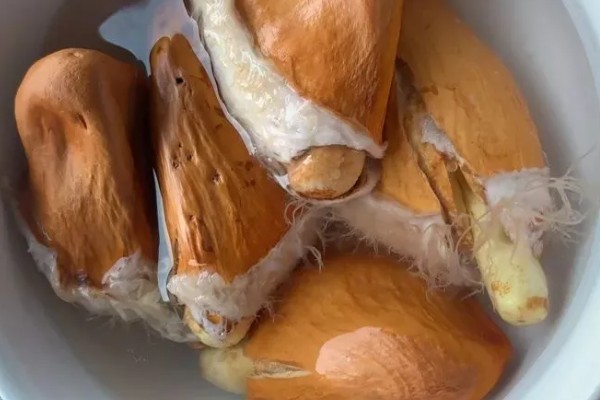 榴莲籽发芽属于根还是头，是它的根系