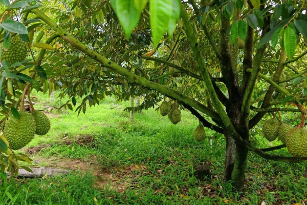 榴莲籽发芽属于根还是头，是它的根系